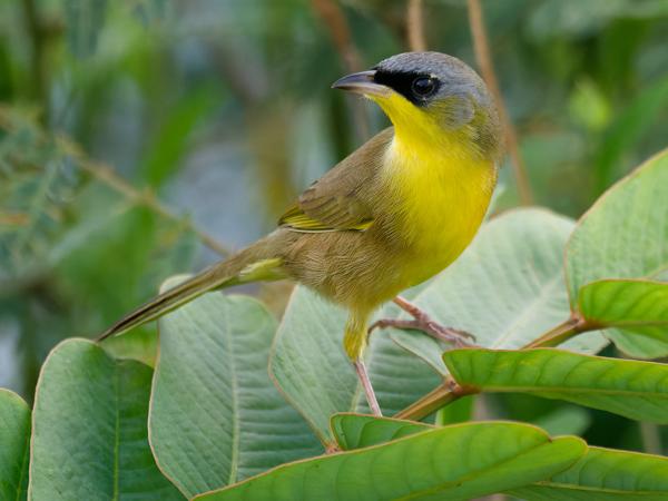 <h3><a href="/trips/costa-rica/biota/animalia/chordata/aves/040 passeriformes/122 parulidae/geothlypis poliocephala/geothlypis poliocephala-nl.html">Geothlypis&nbsp;poliocephala</a> / Grey‑crowned&nbsp;yellowthroat / Weidemaskerzanger</h3>OM-1 Mark II met M.300mm F4.0 + MC-14, 1/800 sec  bij F5.6, ISO 10000, afstand 5.2&nbsp;m
